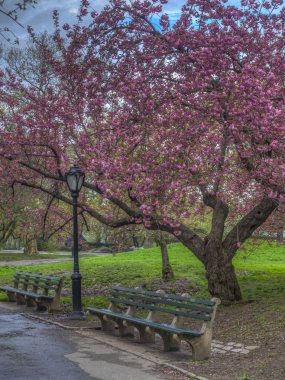 ilkbaharda Japon kiraz ağacı