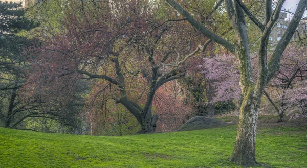 Japanska körsbärsträd på våren — Stockfoto