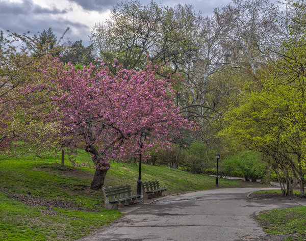 Flowering Japanese cherry tree in early spring in Central Park, New York City