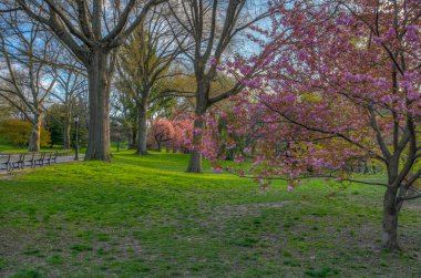 Baharda Central Park 'ta, New York' ta Japon kiraz ağaçları ile