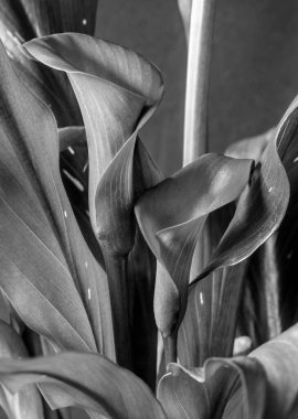 Kalla zambak düzenleme 