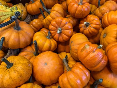 A pumpkin is a cultivar of a squash plant, most commonly of Cucurbita pepo clipart