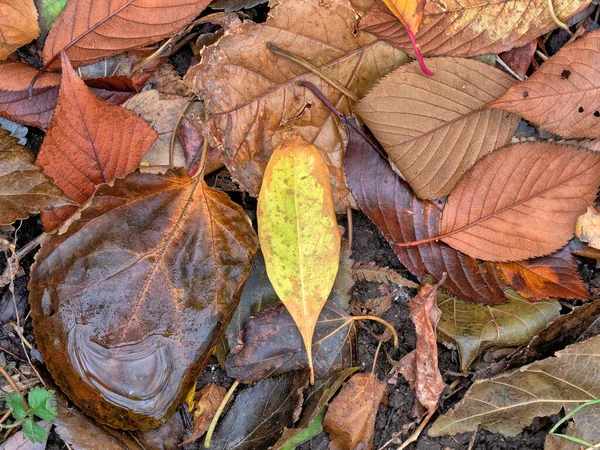 Feuillage Automnal Dans Couverture Morte Après Pluie Matinale — Photo