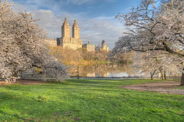 Våren Central Park New York City Med Tidiga Körsbärsträd — Stockfoto