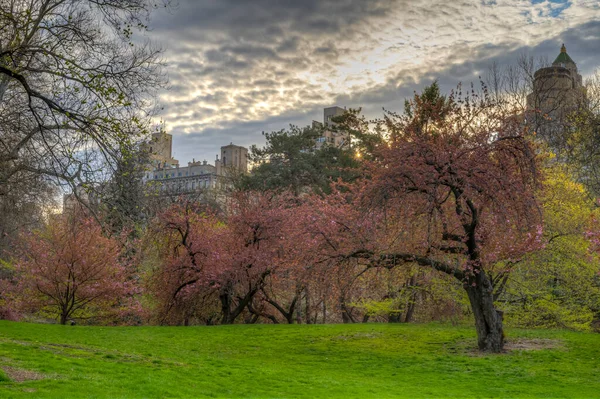 Wiosna Central Parku Nowy Jork Japońskimi Wiśniami — Zdjęcie stockowe