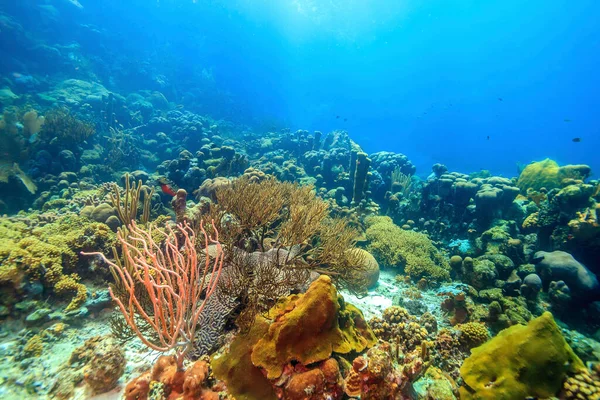 Recifes Coral Das Caraíbas Largo Costa Ilha Bonaire — Fotografia de Stock