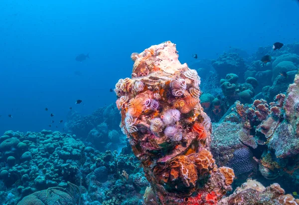 Arrecife Coral Caribeño Frente Costa Isla Bonaire Con Gusanos Árbol —  Fotos de Stock