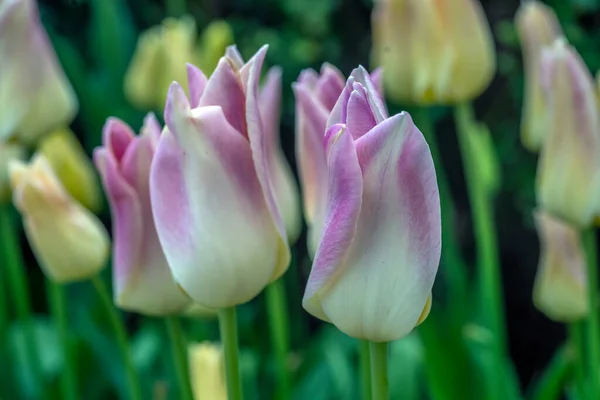 Tulpan Våren Trädgårdsarrangemang Tidigt Våren — Stockfoto