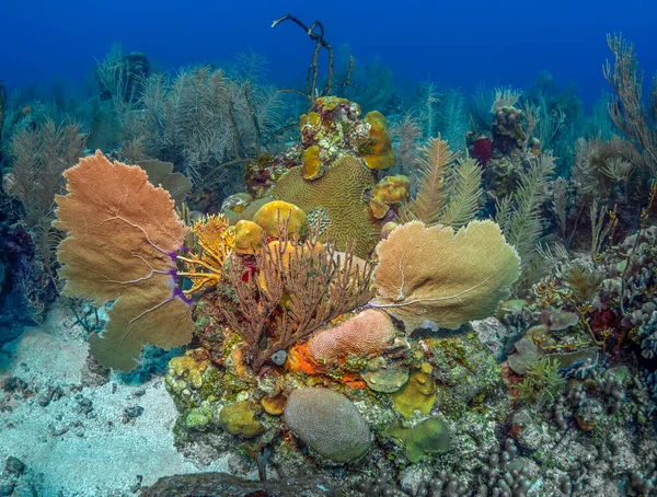 Barriera Corallina Dei Caraibi Largo Della Costa Dell Isola Bonaire — Foto Stock