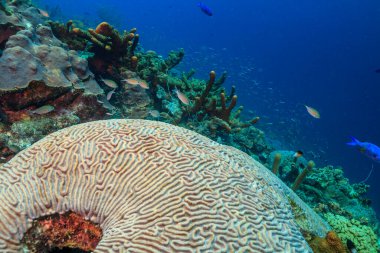 Bonaire adasının kıyısındaki Karayip mercan resifleri