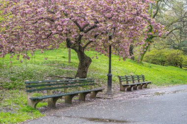 Baharın başlarında New York Central Park 'ta çiçek açan Japon kiraz ağacı.