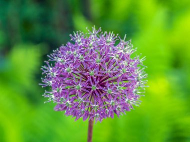 Allium Giganteum, baharda bahçede yaygın adı dev soğan.