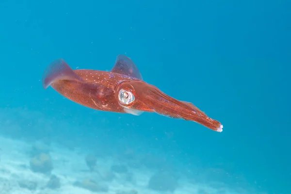 カリブ海のサンゴ礁カリブ海のサンゴ礁イカSepioteuthis Sepioide 一般的にリーフイカと呼ばれる — ストック写真