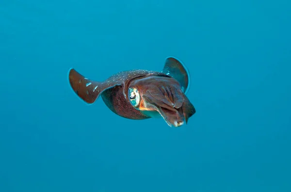 Recife Coral Caribenho Lula Recifal Caribenha Sepioteuthis Sepioidea Vulgarmente Chamado — Fotografia de Stock