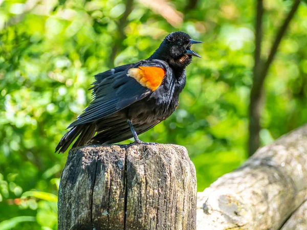 Agelaius Phoeniceus Una Especie Ave Paseriforme Familia Icteridae —  Fotos de Stock