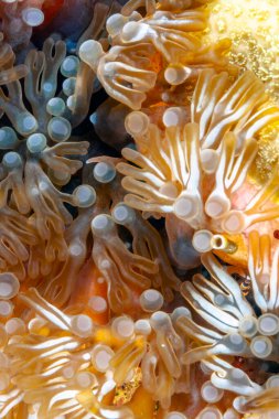 Lebrunia ihmali, Aliciidae familyasından bir deniz şakayığı türüdür..