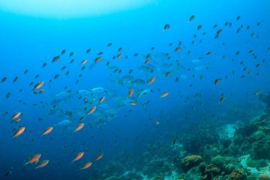 Bonaire adasının kıyısındaki Karayip mercan resifleri