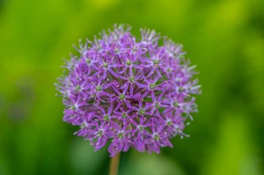 Allium giganteum, bilinen adıyla dev soğan, Asya kökenli bir soğan türüdür.