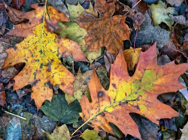 Autunno Autunno Fogliame Nella Foresta — Foto Stock