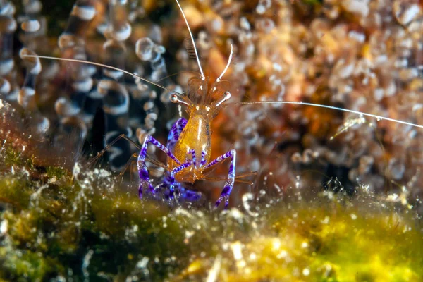 Ancylomenes Pedersoni Veces Conocido Como Camarón Pederson Una Especie Camarón —  Fotos de Stock