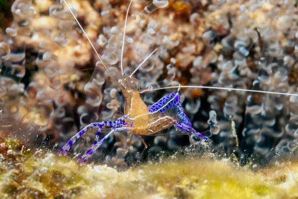 Ancylomenes Pedersoni Veces Conocido Como Camarón Pederson Una Especie Camarón —  Fotos de Stock