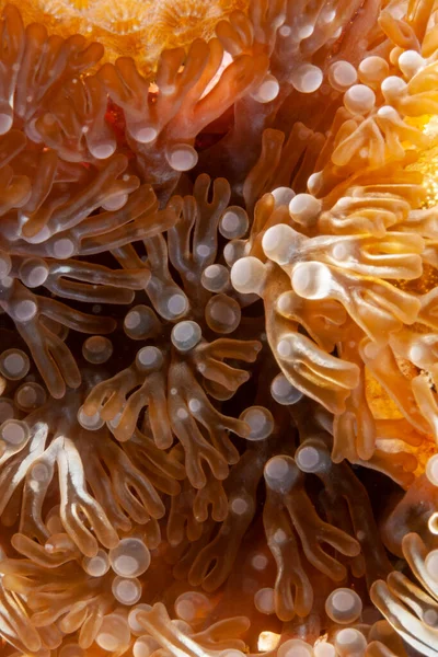 Lebrunia Neglecta Species Sea Anemone Family Aliciidae — Stock Photo, Image