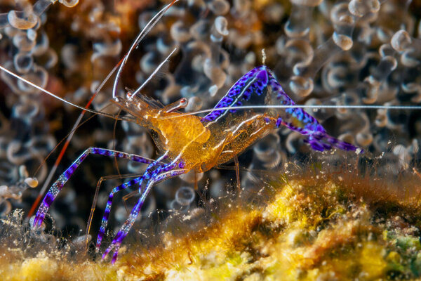 Ancylomenes pedersoni, sometimes known as Pederson's shrimp, is a species of cleaner shrimp