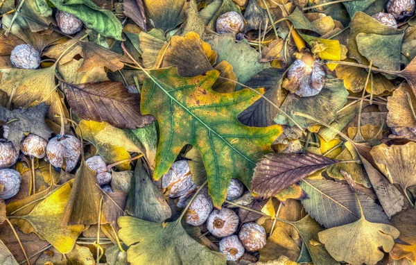 Otoño Otoño Follaje Bosque — Foto de Stock