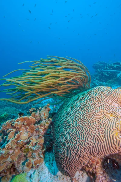 Caribbean Koralrev Kysten Øen Bonaire - Stock-foto