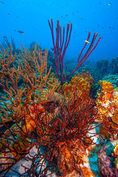 Recifes Coral Das Caraíbas Largo Costa Ilha Bonaire — Fotografia de Stock