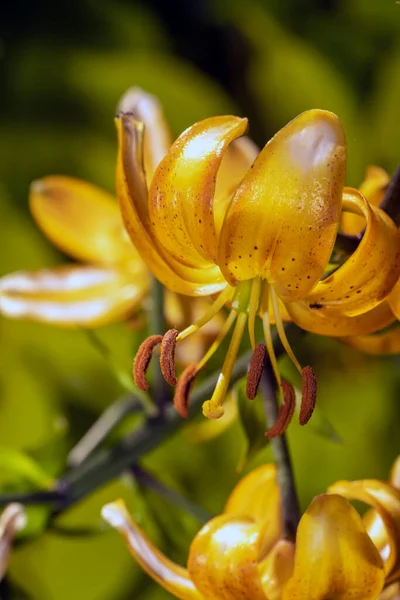 Lilium Lirio Verdadero Género Plantas Herbáceas Con Flores — Foto de Stock
