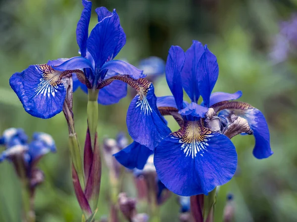 Iris Xiphium Comúnmente Conocido Como Iris Español —  Fotos de Stock