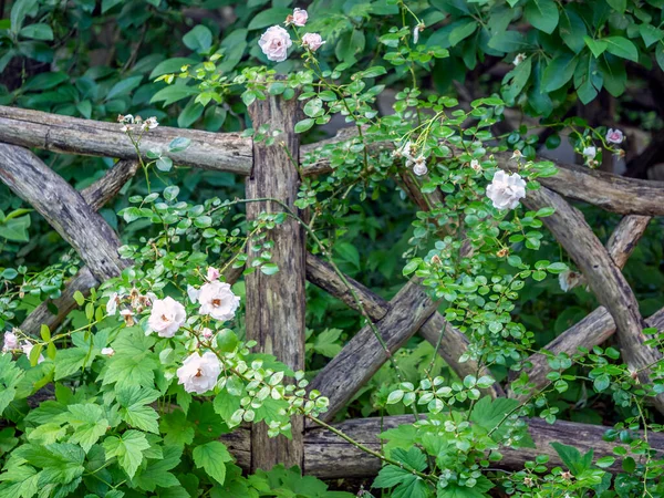 ニューヨーク市中央公園のシェイクスピア ガーデン — ストック写真