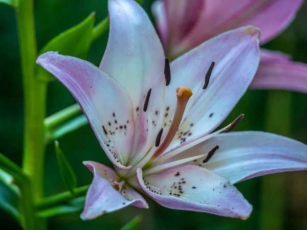 Lilium Eller Äkta Lilja Ett Släkte Örtartade Blommande Växter — Stockfoto