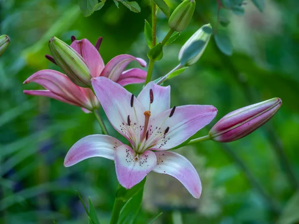 Lilium Género Botânico Pertencente Família Asteraceae — Fotografia de Stock