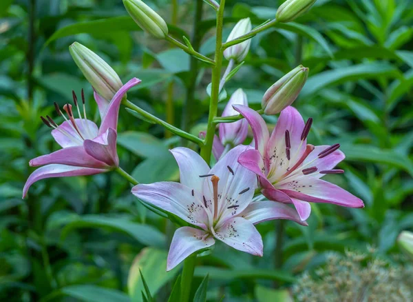 Lilium Nebo Pravá Lilie Rod Bylinných Kvetoucích Rostlin — Stock fotografie