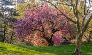 Central Park, New Yoprk Şehri