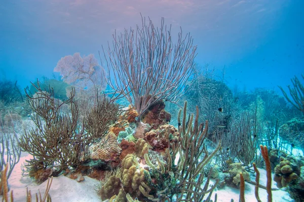 Arrecife Coral Del Caribe Frente Costa Isla Bonaire — Foto de Stock