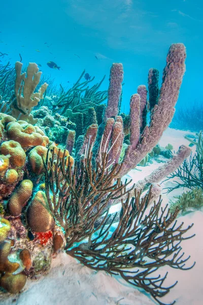 Caraïbisch Koraalrif Voor Kust Van Bonaire — Stockfoto