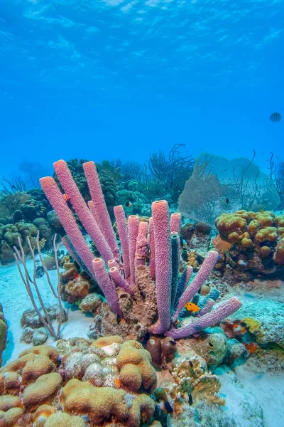 Caraïbisch Koraalrif Voor Kust Van Bonaire — Stockfoto