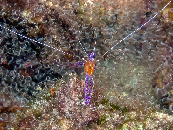 Ancylomenes Pedersoni Sometimes Known Pederson Shrimp Species Cleaner Shrimp — Stock Photo, Image