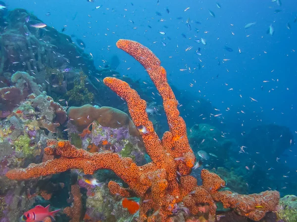 Caribbean Coral Reef Coast Island Bonaire — Stock Photo, Image