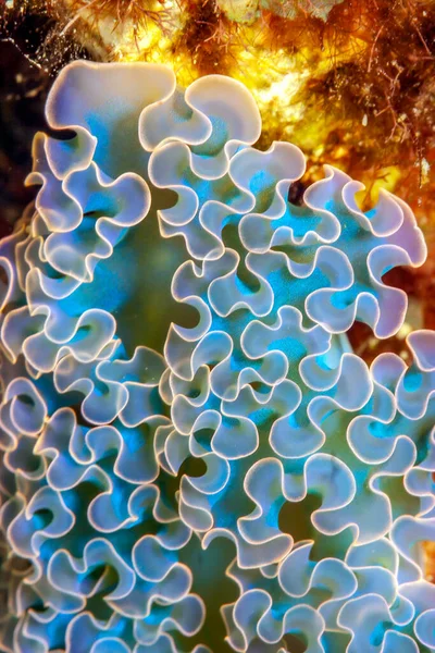 Elysia Crispata Common Name Lettuce Sea Slug — Stock Photo, Image