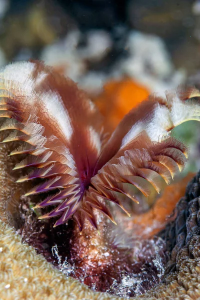 Karibisches Korallenriff Vor Der Küste Der Insel Bonaire — Stockfoto