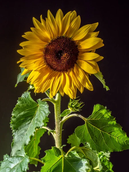 Helianthus Annuus Common Sunflower Large Annual Plant Genus Helianthus — Stock Photo, Image