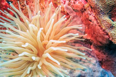 Karayip mercan resifi Karayip adası Bonaire 'nin kıyısında.