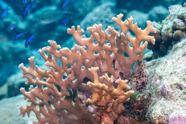 Millepora alcicornis, or sea ginger, is a species of colonial fire coral with a calcareous skeleton.