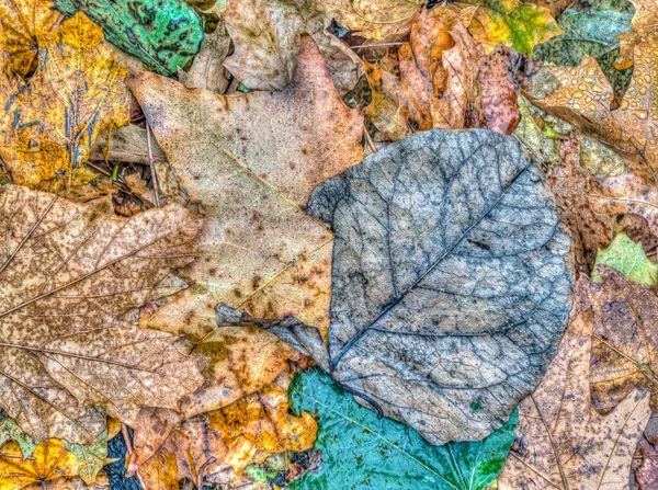 Осенняя Осенняя Листва Лесу — стоковое фото