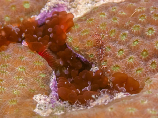 Lebrunia Neglecta Est Une Espèce Anémones Famille Des Aliciidae — Photo