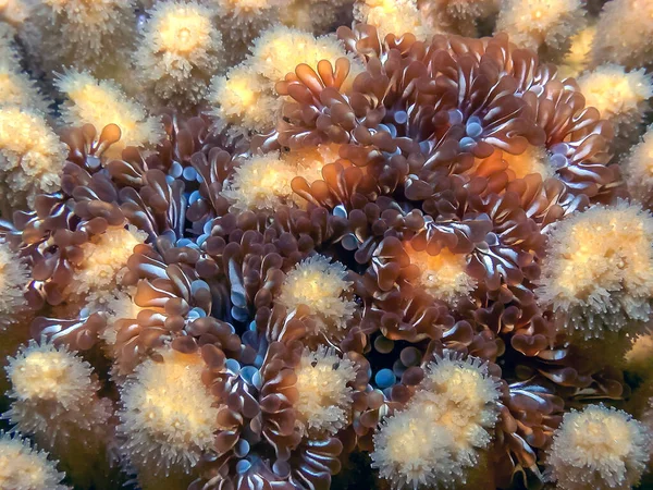 Lebrunia Neglecta Uma Espécie Anêmona Família Aliciidae — Fotografia de Stock